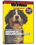 Bernese Mountain Dog DVD - Everything You Should Know About Your Dog