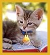 Smart Kitty Fridge Magnet
