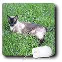 Cats - Siamese Cat - Mouse Pads