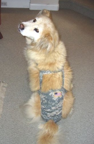 Joybies Camouflage Piddle Pants(tm) for XXX Large Male Dog (Measuring 30-32 From Collar to Base of Tail)