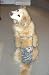 Joybies Camouflage Piddle Pants(tm) for X Large Female Dog (Measuring 19-22 From Collar to Base of Tail)