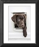 Framed Print of Chocolate Labrador Dog from RSPCA