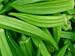 David's Heirloom Okra Emerald (Abelmoscgus esculentus) 50 Seeds per Packet