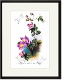 Black Framed/Matted Print 17x23, Clematis Montana Rubens