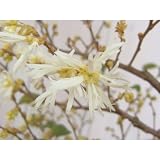トキワマンサク：白花青葉6号樹高1m