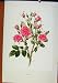Plate 9 Pink Grootendorst Rosa Rugosa Rose Old Print