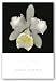 Cattleya by Harold Feinstein 24
