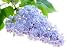Lilac Flower - 36