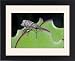 Framed Prints of Lily Weevil - feeding on leaves of Pigs Ears (Cotyledon orbiculata) from Ardea Wild