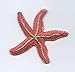 Pink and Gold Starfish Iron On Embroidered Applique Patch