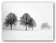 Winter Trees II by Ilona Wellman 24"x18" Art Print Poster