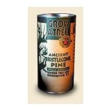 Ancient Bristlecone Pine Tree Growing Kit - Pinus Ponderosa - Grow Evergreen Pines from Seed To Saplings - Kit Includes Seeds, Instructions, More.