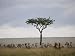 Burchell's Zebras and Topi, Masai Mara National Reserve, Kenya, East Africa Photograp...