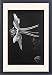 Framed Prints of Aquilegia Caerulea (Colorado Blue Columbine) from Mary Evans