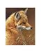 Curious: Red Fox Animals Art Poster Print by Joni Johnson-godsy, 11x14