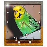 Budgie Parakeet - 6x6 Desk Clock