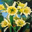 Sulphur Queen Daffodil Bulb -Ismene- Yellow Trumpets!