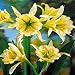 Sulphur Queen Daffodil Bulb -Ismene- Yellow Trumpets!