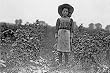 Maryland Berry-Picker, 1909 Photograph - Beautiful 16x20-inch Photographic Print from the Library of Congress Collection