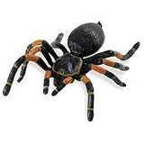 Orange-Kneed Tarantula