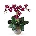 Triple Mini Phalaenopsis Silk Orchid Arrangement in Wine