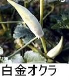 白金オクラ 30粒