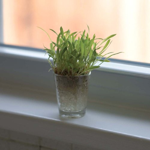 Sprout Shot Glass Plants (set of 3)