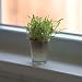 Sprout Shot Glass Plants (set of 3)