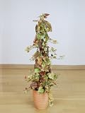 光触媒 観葉植物 グレープ 秋 95cm