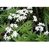 Sweet Woodruff Perennial Plant - Galium-Herb/Groundcover - 4" Pot