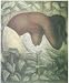 La Batista De Tehuantepec, 1923 by Diego Rivera - Fine Art Print / Poster - 15.50 x 22.00