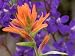 Scarlet Paintbrush and Larkspur, Olympic National Park, Washington, USA Photographic Poster Print by Jamie & Judy Wild, 42x56