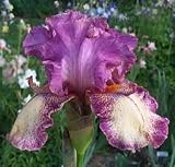 'Rock Star' Bearded Iris Perennial - Rebloomer