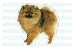 pomeranian4  - POMERANIAN Dog Decal sticker dogs car got window