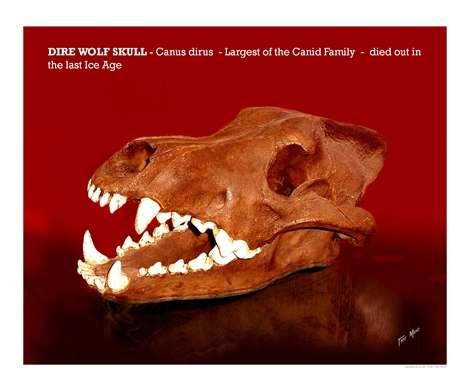 Cover image : D I R E W O L F - Canis Dirus Animals Photographic Poster Print by AardvarkArtGallery, 20x16