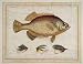 Doug's Crappie by Unknown. Size 12.64 inches width by 9.61 inches height. High Quality Art Poster Print