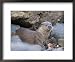 European Otter Eating an Eel on a Rocky Shore, Scotland Framed Art Poster Print by Elliott Neep, 22x18