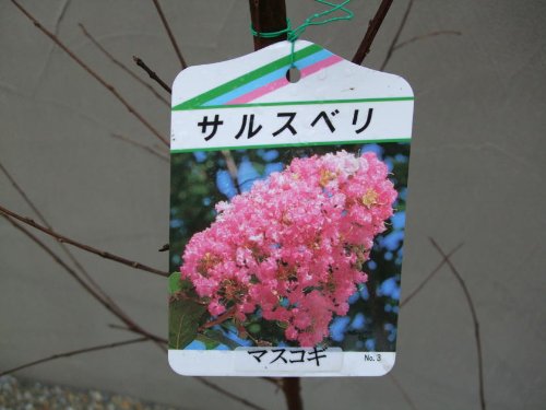 サルスベリ　ピンク花　H1400～1600