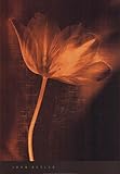 Bronze Tulip II MUSEUM WRAP CANVAS Print With Added Heavy BRUSHSTROKES John Butler 18x26 Bronze Tulip II MUSEUM WRAP CANVAS Print With Added Heavy BRUSHSTROKES John Butler 18x26