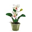 Potted Cattelya Silk Orchid Arrangement