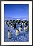 Emperor Penguin (Aptenodytes Forsteri) Colony at Dawson-Lambton Glacier, Weddell Sea, Antarctica Lonely Planet Collection Framed Photographic Poster Print by David Tipling, 25x34