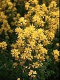 Amazon / Hirts: Genista: Royal Gold Lydia Broom Plant - Genista - Hardy