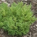 Amazon / Hirts: Trees & Shrubs: Jacobsen Siberian Cypress - Microbiota - New