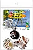 オカヤドカリの宿替え貝殻 M
