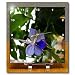 Africia Butterfly Bush Flower Blue Tropical Flower - 6x6 Desk Clock