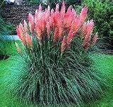 41IAkbcqyqL. SL160  Pink Pampas Grass, Japanese Forest Grass Pink Feathers 50 Seeds Ornamental Grass Seeds By Hinterland Investing