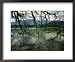 Moss-Covered Branches Reach Out over a Lake at Bukit Larut National Geographic Collection Framed Art Poster Print by Steve Raymer, 22x18