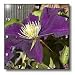 Autumn Purple Clematis- Flowers- Photography - 10x10 Wall Clock