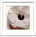 �s�t�H�g�t���[���tjk driggs�@Blossom[Four]�i�u���b�T��4�j