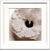 �s�t�H�g�t���[���tjk driggs�@Blossom[Four]�i�u���b�T��4�j